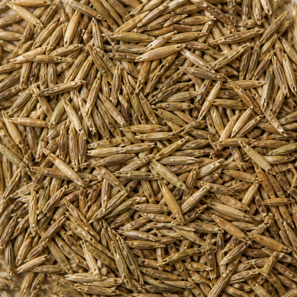 Lawn Grass Seed